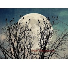 Black Birds Crow Raven Tree Moon Teal Blue Sky Bedroom Art Matted Picture A541   251518423867